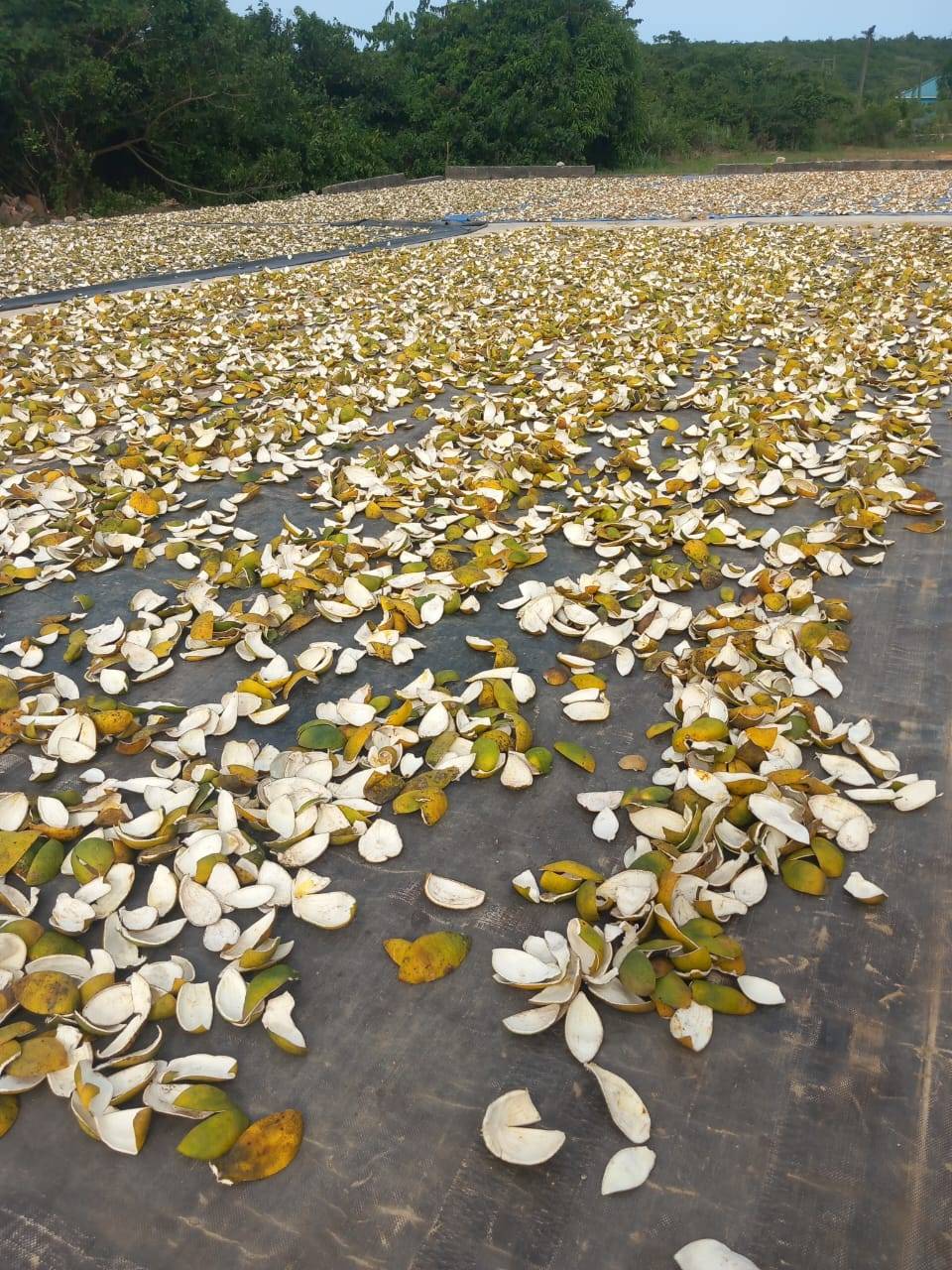 Inspection of dried citrus peel