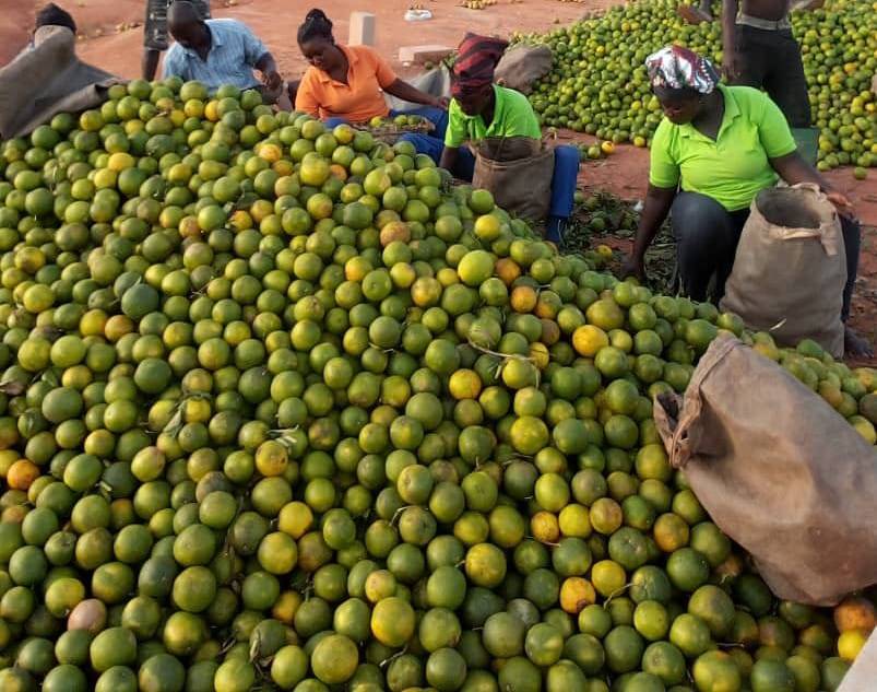 Grandstyle Global citrus peel processing and export